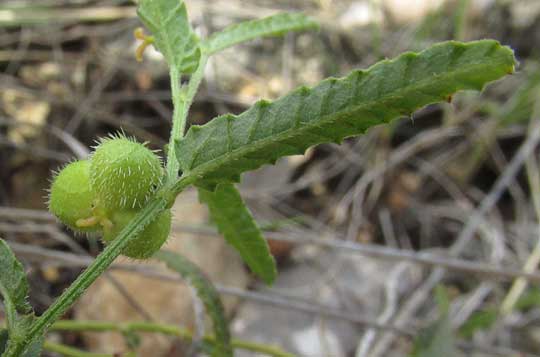 Branched Noseburn, TRAGIA RAMOSA, fruit