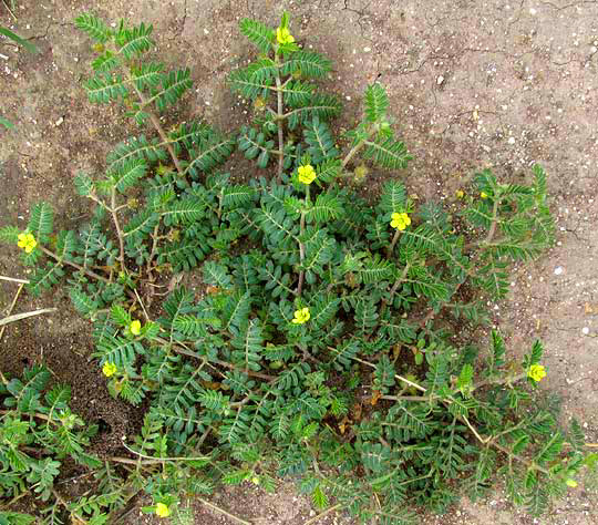 Puncturevine, TRIBULUS TERRESTRIS