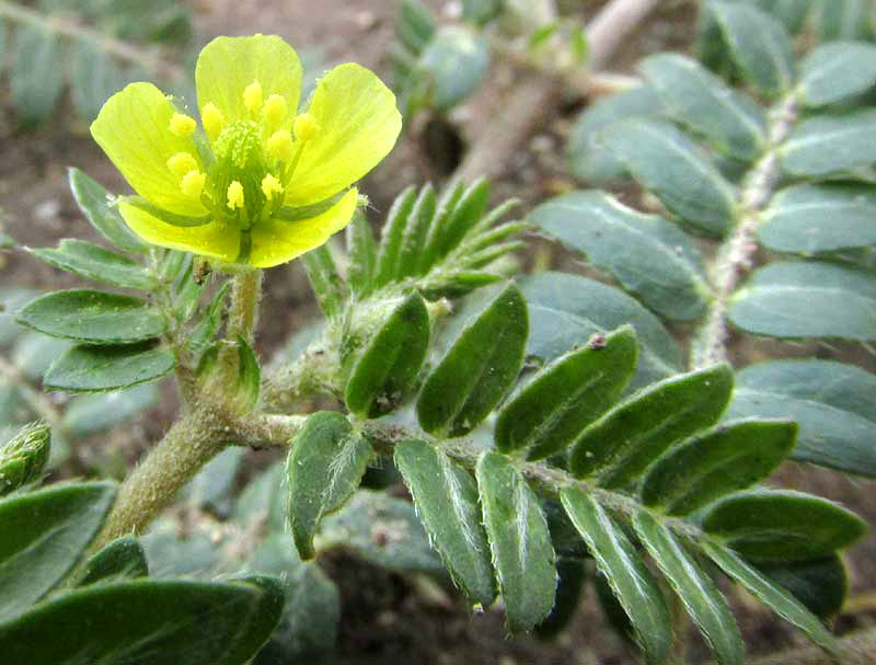 Puncturevine, TRIBULUS TERRESTRIS