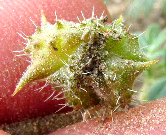 Puncturevine, TRIBULUS TERRESTRIS, fruit