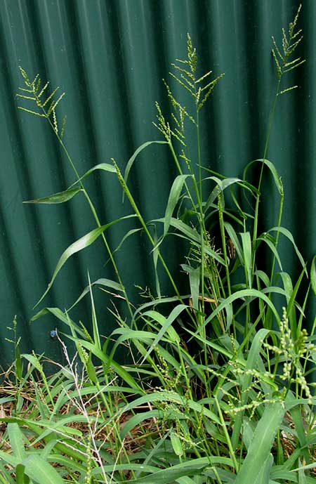 Browntop Signalgrass, UROCHLOA FUSCA