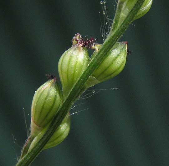 Browntop Signalgrass, UROCHLOA FUSCA, spikelets