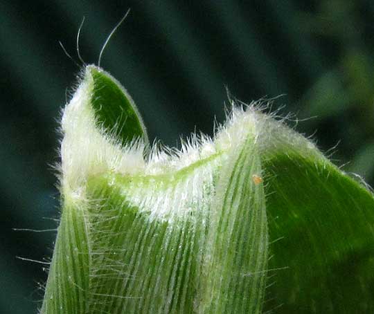 Browntop Signalgrass, UROCHLOA FUSCA, ligule