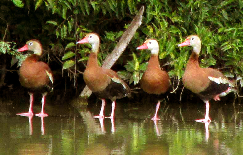  Black-bellied Whistling-duck, DENDROCYGNA AUTUMNALIS