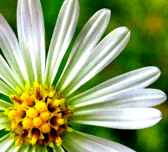 Saltmarsh Aster, SYMPHYOTRICHUM SUBULATUM, flowering head, top view