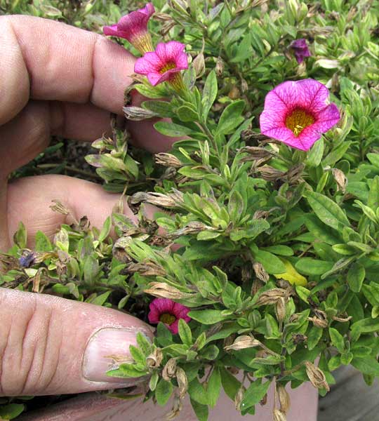 CALIBRACHOA x HYBRIDA