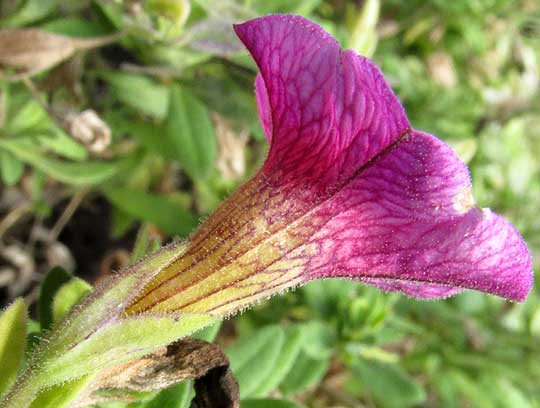 CALIBRACHOA x HYBRIDA, flower side view