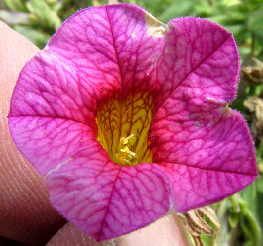 CALIBRACHOA x HYBRIDA, into flower throat