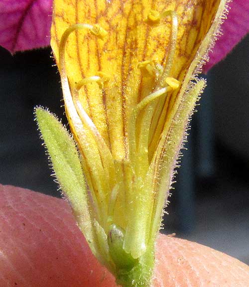 CALIBRACHOA x HYBRIDA, longitudinal section shown stamen configuration