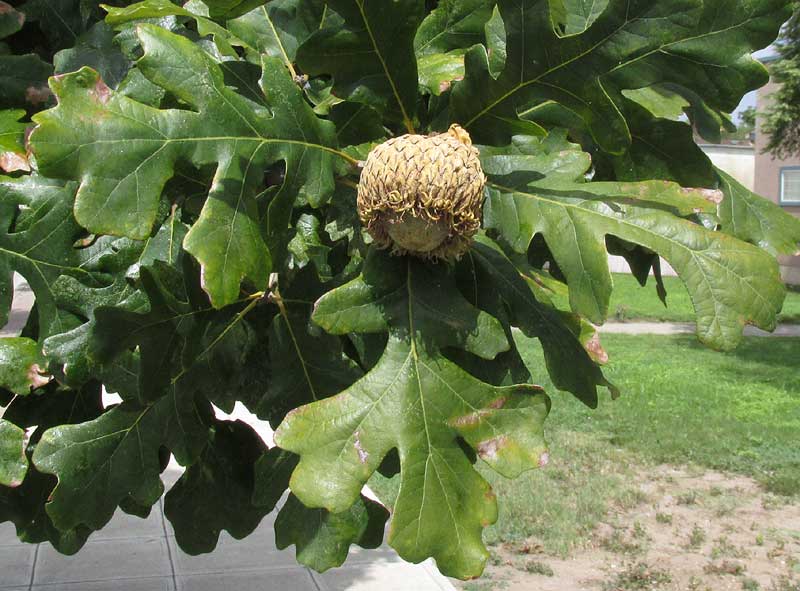 Burr Oak, QUERCUS MACROCARPA