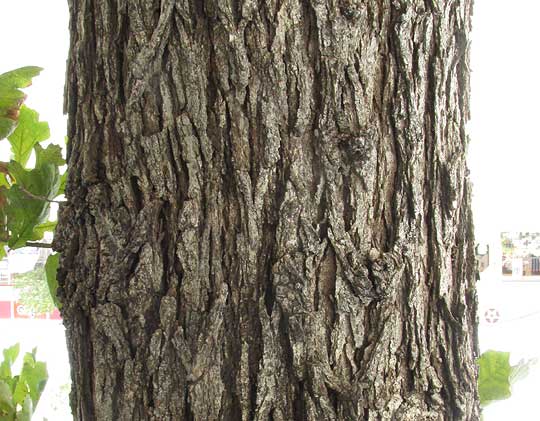 Burr Oak, QUERCUS MACROCARPA, bark