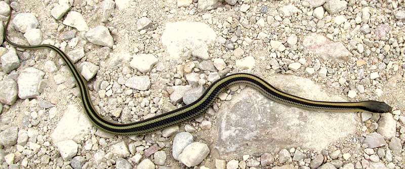 Patch-nose Snake, SALVADORA GRAHAMIAE