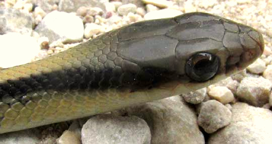 Patch-nose Snake, SALVADORA GRAHAMIAE, head
