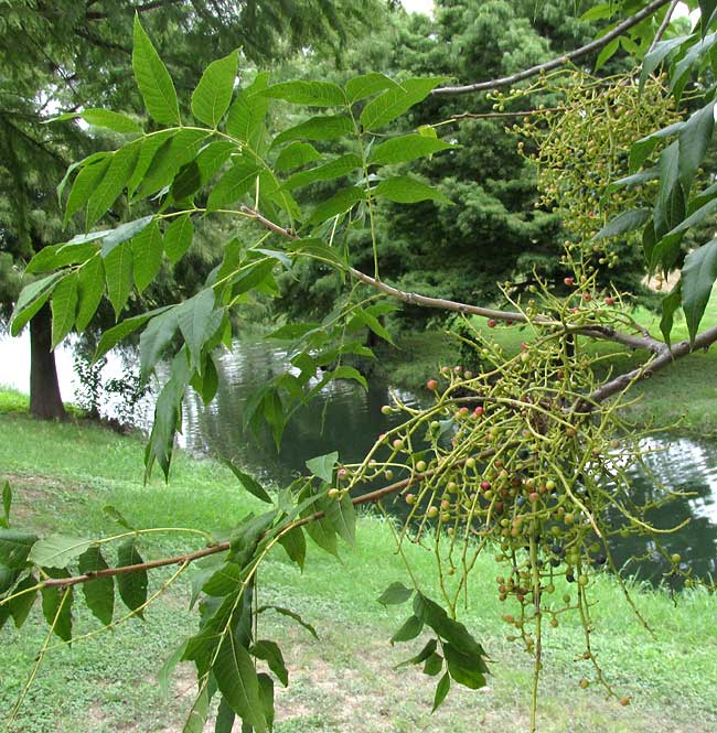 Soapberry, SAPINDUS SAPONARIA, infructescence with small fruits