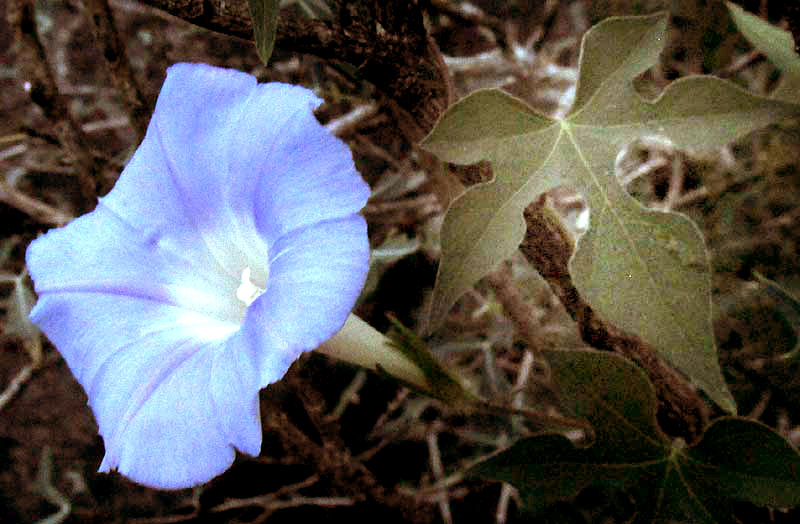  Ivy-leaf Morning-glory, IPOMOEA HEDERACEA