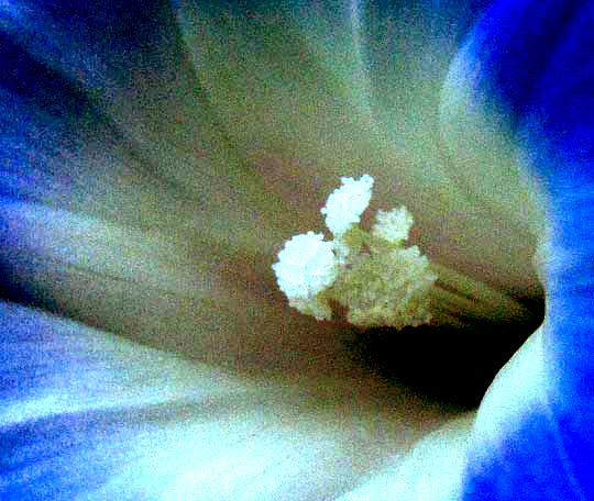  Ivy-leaf Morning-glory, IPOMOEA HEDERACEA, anthers clustered around stigma