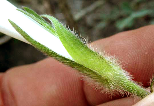  Ivy-leaf Morning-glory, IPOMOEA HEDERACEA, hairy calyx