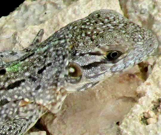 Black Iguana, Ctenosaura similis, head of immature white one