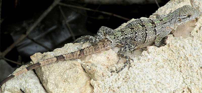 Black Iguana, Ctenosaura similis, young, white