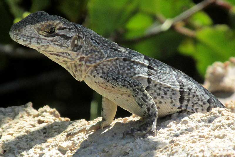 Black Iguana, Ctenosaura similis, young, white one showing transverse fold