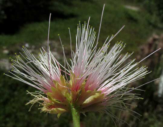 Blackbeads, PITHECELLOBIUM KEYENSE, flowering head