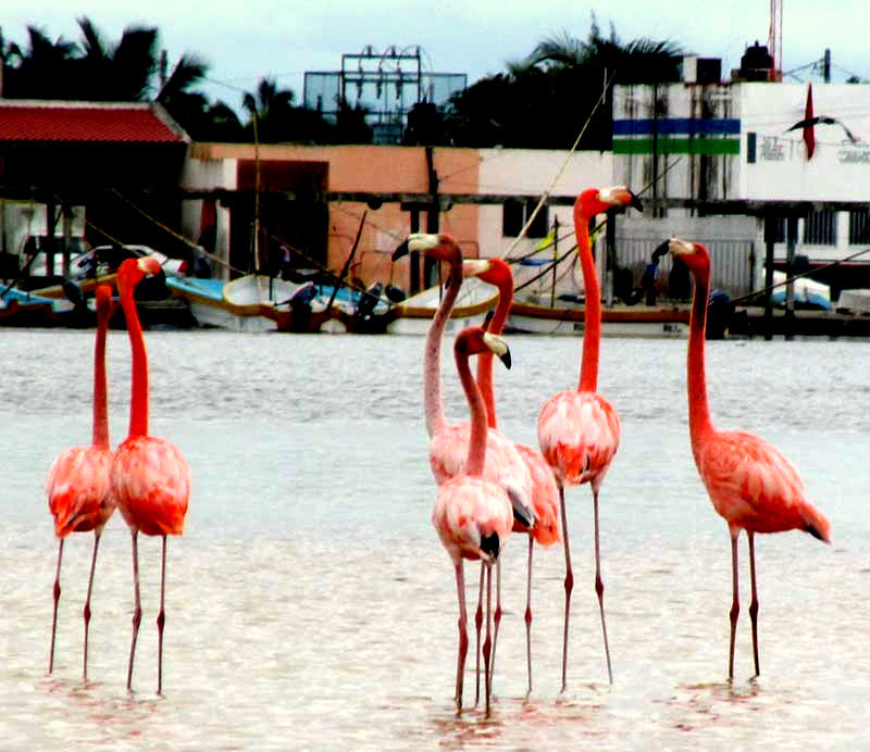 flamingos with Rio Lagartos, Yucatan, in the background