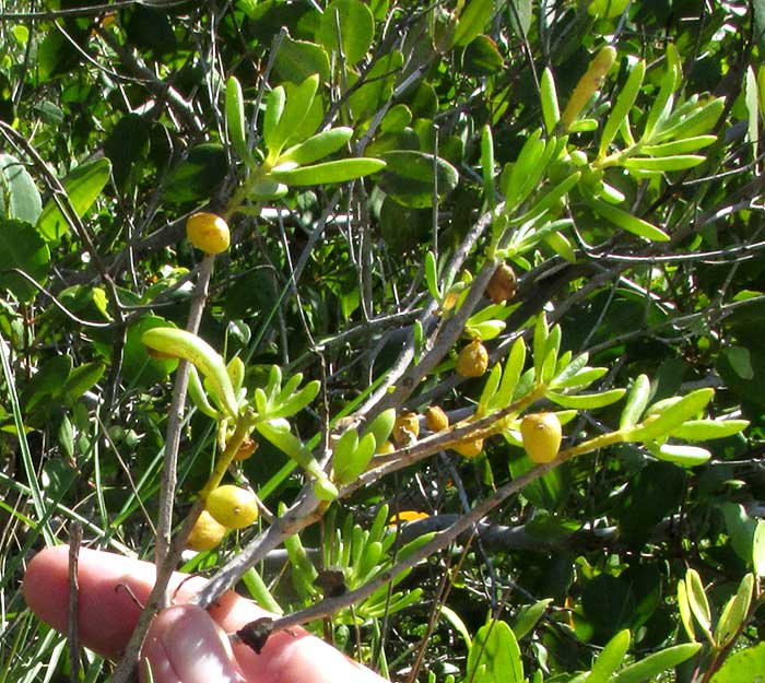 Saltwort, BATIS MARITIMA