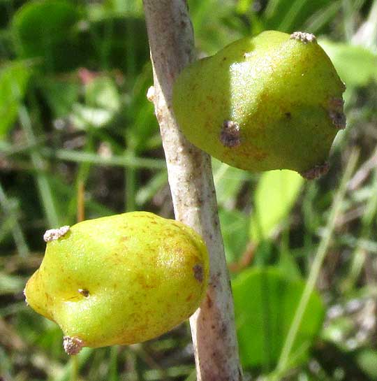 Saltwort, BATIS MARITIMA, fruits