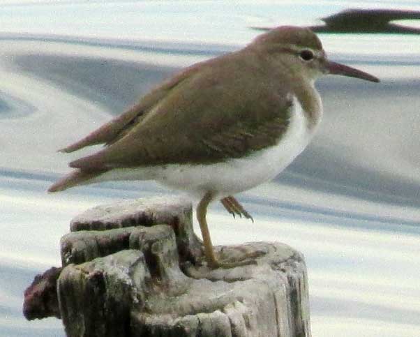 Spotted Sandpiper, ACTITIS MACULARIA, winter plumage