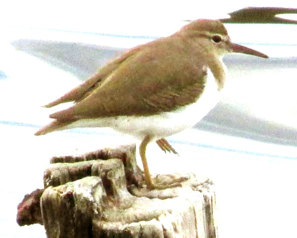 Spotted Sandpiper, ACTITIS MACULARIA, winter plumage