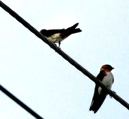 Cave Swallow, Petrochelidon fulva