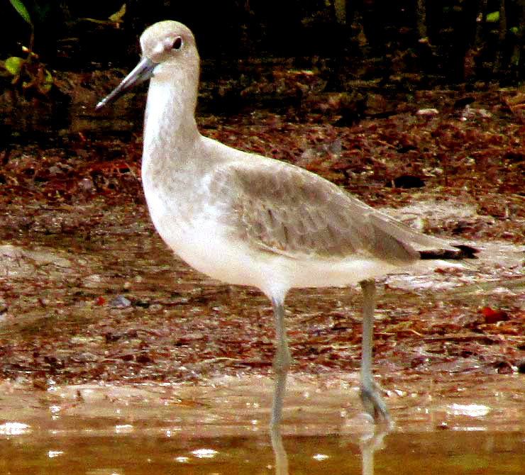 Willet, TRINGA SEMIPALMATA