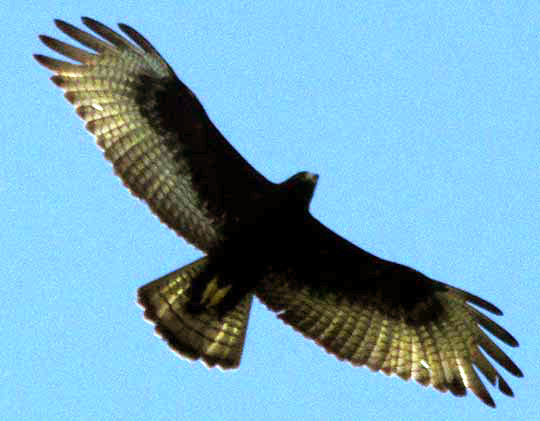  immature Zone-tailed Hawk, BUTEO ALBONOTATUS