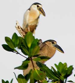 Boat-billed Heron, COCHLEARIUS COCHLEARIUS