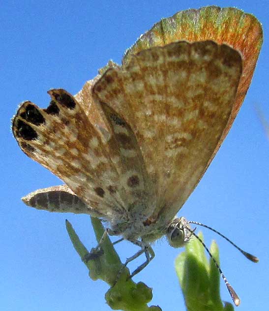 Western Pygmy-blue Butterfly, BREPHIDIUM EXILIS YUCATECA