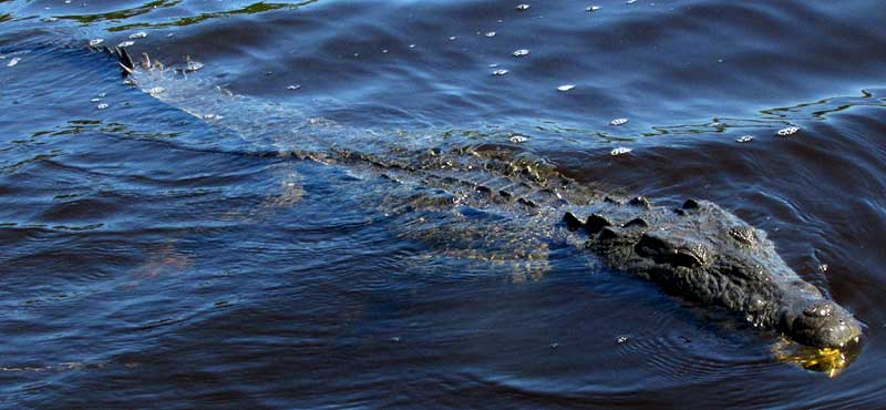 Morelet's Crocodile, CROCODYLUS MORELETII