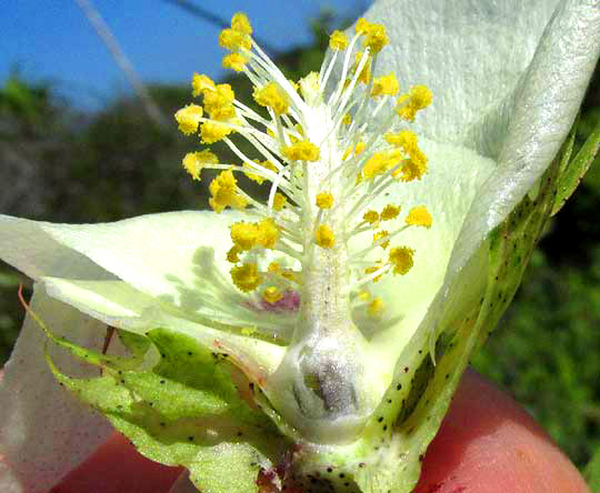 Wild Upland Cotton, GOSSYPIUM HIRSUTUM, flower, longitudinal section