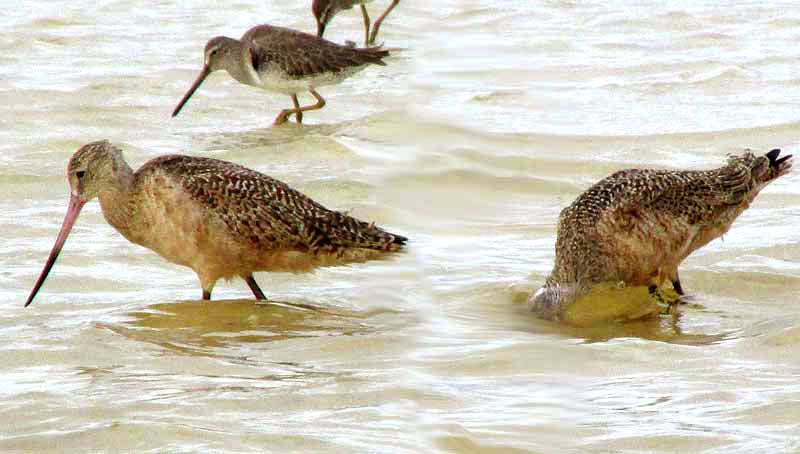 Marbled Godwits, LIMOSA FEDOA,