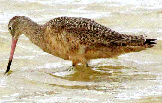 Marbled Godwits, LIMOSA FEDOA,