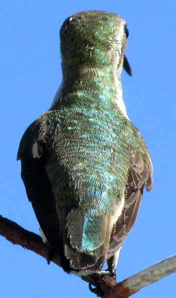 Mexican Sheartail, CALOTHORAX ELIZA, back view of femail