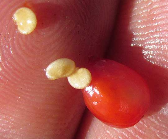 Wolfberry, LYCIUM CAROLINIANUM, fruit & seeds