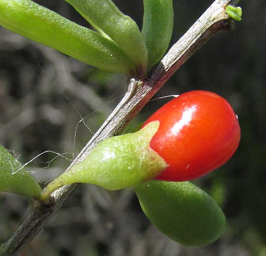 Wolfberry, LYCIUM CAROLINIANUM, fruit
