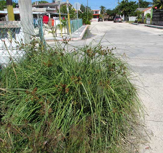 Rusty Flatsedge, CYPERUS ODORATUS, habitat