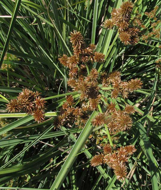 Rusty Flatsedge, CYPERUS ODORATUS, clusters of spikelets