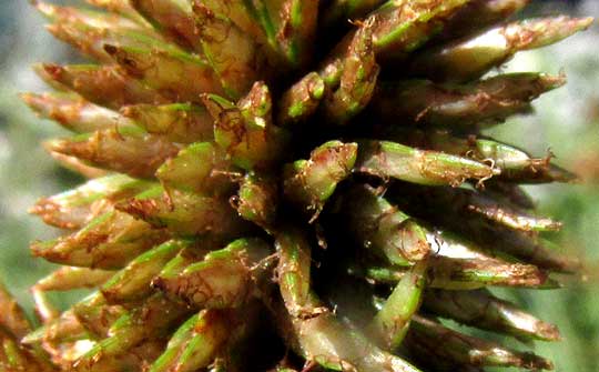 Rusty Flatsedge, CYPERUS ODORATUS, spikelets