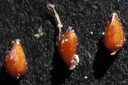 Rusty Flatsedge, CYPERUS ODORATUS, achenes