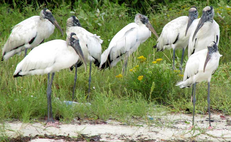 Wood Stork, MYCTERIA AMERICANA