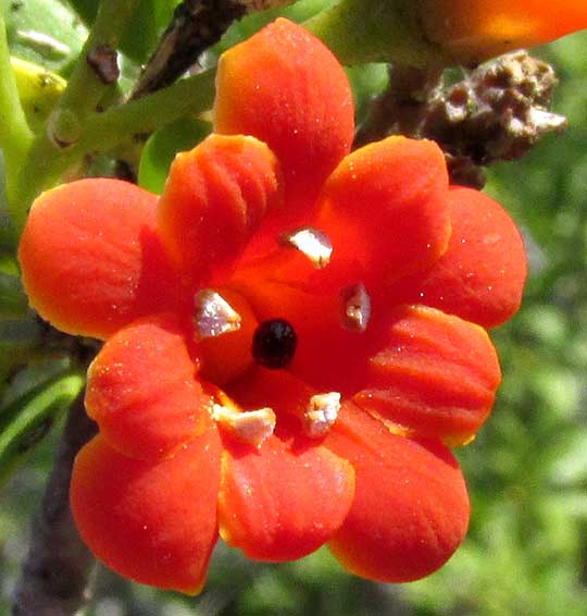 Cudjoe-wood, BONELLIA MACROCARPA ssp. MACROCARPA, flower from front