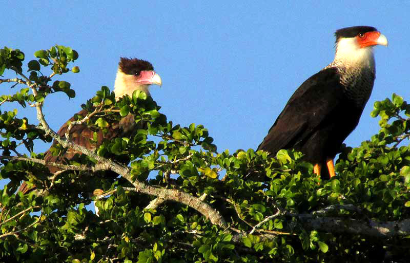 Northern Crested Caracara, CARACARA CHERIWAY