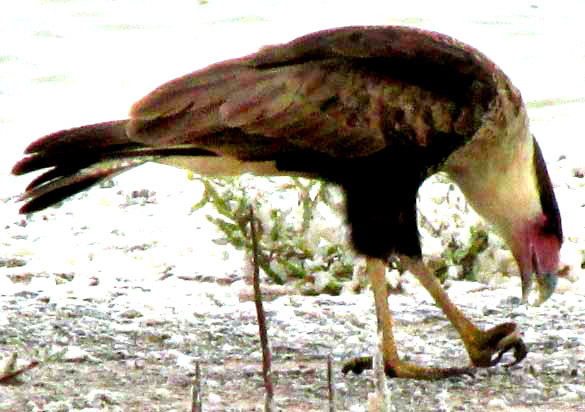 Northern Crested Caracara, CARACARA CHERIWAY